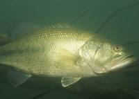 Micropterus salmoides - American Black Bass