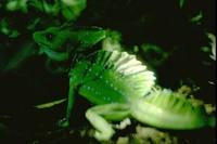 Image of: Basiliscus plumifrons (green basilisk)