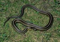 Image of: Thamnophis butleri (Butler's garter snake)