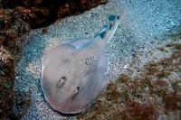 Image of: Rhinobatidae (guitarfishes)