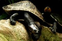 Podocnemis unifilis - Yellow-spotted Amazon Turtle