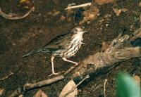 Puff-throated Babbler - Pellorneum ruficeps