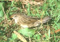 Grasshopper Warbler - Locustella naevia