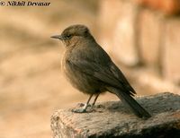 Brown Rock-chat - Cercomela fusca