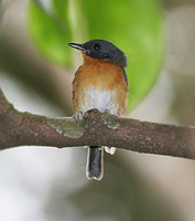 Cinnamon-chested Flycatcher - Ficedula buruensis