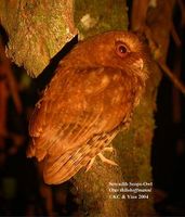 Serendib Scops Owl - Otus thilohoffmanni