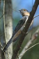 Fan tailed Cuckoo