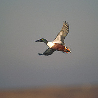 Northern Shoveler (Anas clypeata) photo