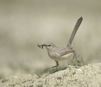 Le Conte's Thrasher (Toxostoma lecontei) photo