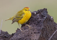 Yellow Warbler (Dendroica petechia) photo