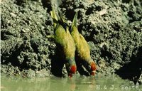 Varied Lorikeet - Psitteuteles versicolor