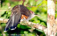 Puerto Rican Lizard-Cuckoo - Saurothera vieilloti