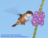 White-crested Coquette - Lophornis adorabilis