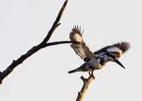 Pied Kingfisher - Ceryle rudis