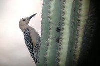 Gila Woodpecker - Melanerpes uropygialis