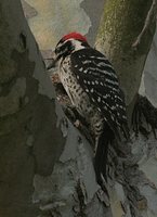 Nuttall's Woodpecker - Picoides nuttallii