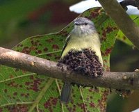 Yellow-crowned Tyrannulet - Tyrannulus elatus