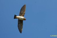 Cave Swallow - Petrochelidon fulva