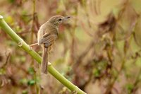 Plain Prinia - Prinia inornata