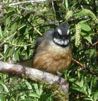 Gray Fantail - Rhipidura fuliginosa