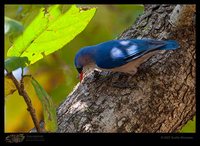 Velvet-fronted Nuthatch - Sitta frontalis