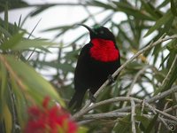 Scarlet-chested Sunbird - Chalcomitra senegalensis