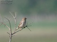 Rock Petronia - Petronia petronia