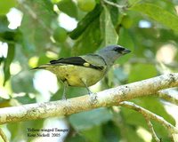 Yellow-winged Tanager - Thraupis abbas