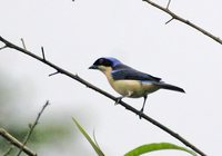 Fawn-breasted Tanager - Pipraeidea melanonota