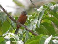 Ruddy-breasted Seedeater - Sporophila minuta