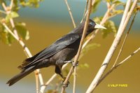 Red-rumped Cacique - Cacicus haemorrhous