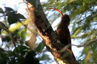 Red-billed  scythebill   -   Campylorhamphus  trochilirostris