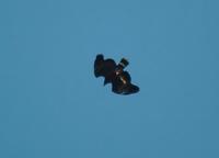 Common Black-hawk diving  