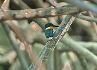American Pygmy Kingfisher looking right  