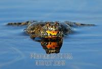 European Fire bellied Toad ( Bombina bombina ) , pond , Ploen district , Schleswig Holstein , Ge...