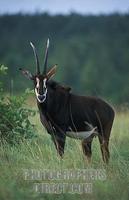 Sable antelope ( Hippotragus niger roosevelti ) , Shimba Hills National Park , Kenya stock photo