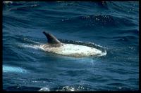 Risso's Dolphin 314004.jpg (114075 bytes)