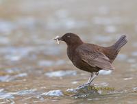 Brown dipper C20D 02215.jpg