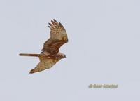 Eastern marsh harrier C20D 02810.jpg