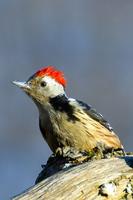 Middle Spotted Woodpecker