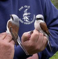 Red-backed Shrikes