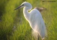 Intermediate Egrette Egretta intermedia 중백로