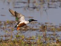 Northern Shoveler (male)