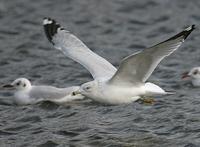 Goéland à bec cerclé ad. (Larus delawarensis)