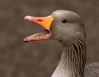 Greylag Goose (Anser anser)