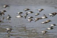 Dunlins (Calidris alpina)