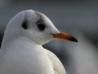 Black-headed Gull (Larus ridibundus)