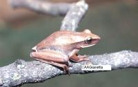 : Hypsiboas albopunctatus