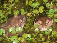 : Leptodactylus labyrinthicus; South American Pepper Frog