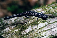 : Plethodon kisatchie; Louisiana Slimy Salamander